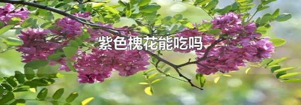 紫色槐花能吃吗