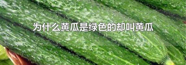 为什么黄瓜是绿色的却叫黄瓜