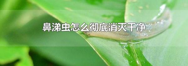 鼻涕虫怎么彻底消灭干净