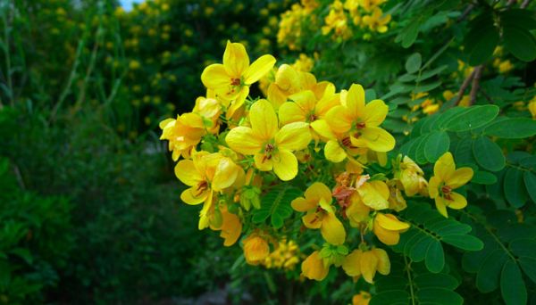 槐花是在什么季节几月份开放 槐花什么时候开放