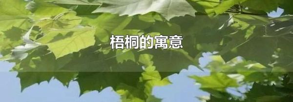 梧桐的寓意