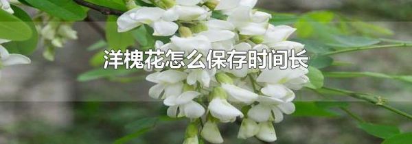 洋槐花怎么保存时间长