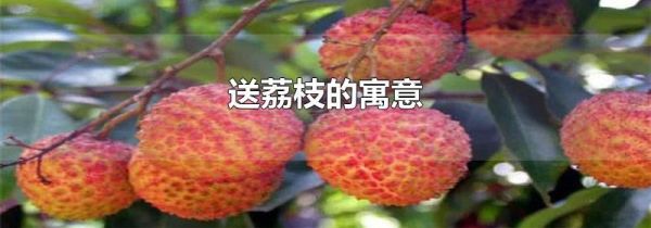 送荔枝的寓意