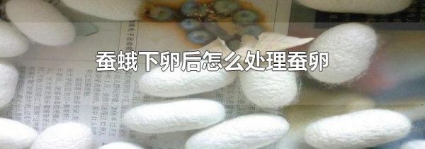 蚕蛾下卵后怎么处理蚕卵