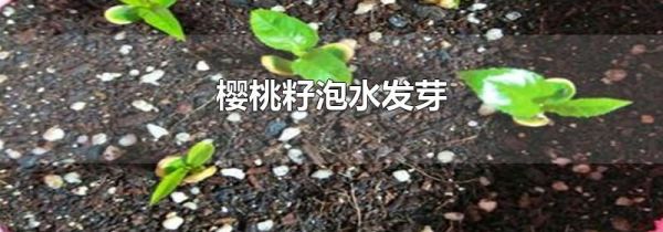 樱桃籽泡水发芽