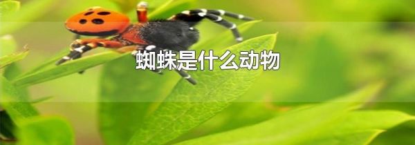 蜘蛛是什么动物