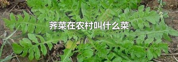 荠菜在农村叫什么菜