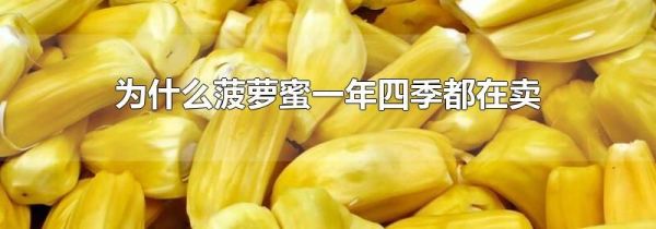 为什么菠萝蜜一年四季都在卖