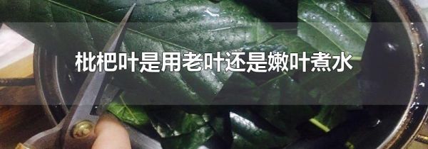 枇杷叶是用老叶还是嫩叶煮水