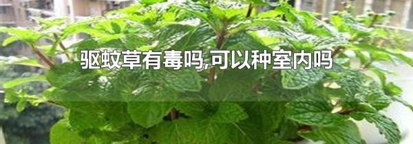 驱蚊草有毒吗,可以种室内吗