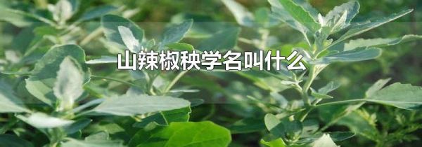 山辣椒秧学名叫什么