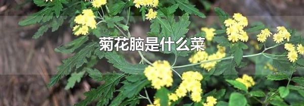 菊花脑是什么菜