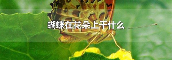 蝴蝶在花朵上干什么