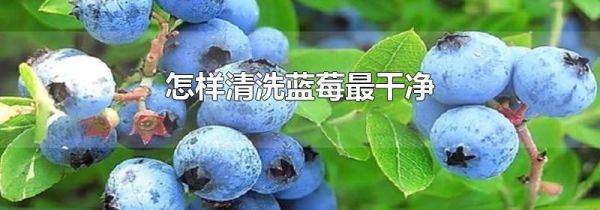 怎样清洗蓝莓最干净