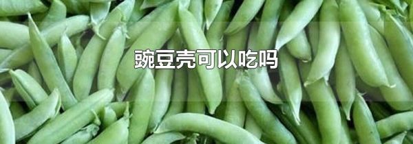 豌豆壳可以吃吗