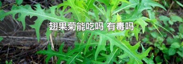 翅果菊能吃吗 有毒吗