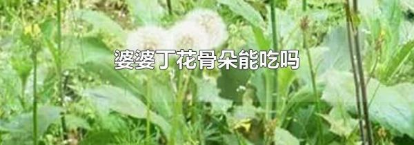 婆婆丁花骨朵能吃吗