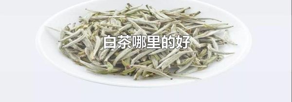 白茶哪里的好