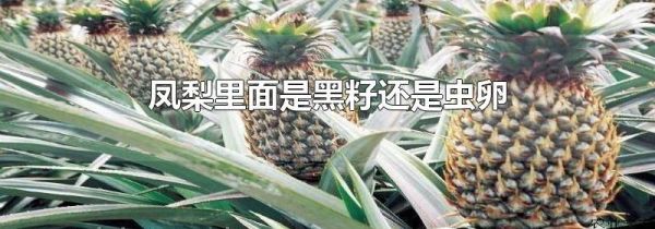 凤梨里面是黑籽还是虫卵