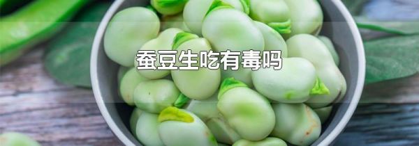 蚕豆生吃有毒吗