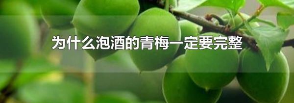 为什么泡酒的青梅一定要完整