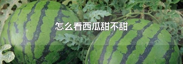 怎么看西瓜甜不甜