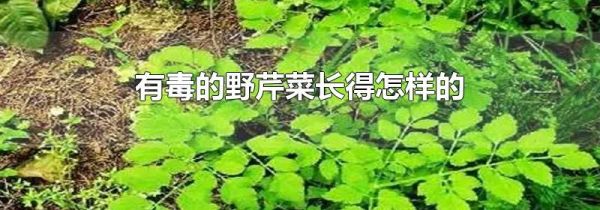 有毒的野芹菜长得怎样的