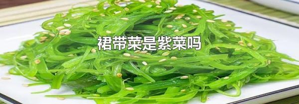 裙带菜是紫菜吗