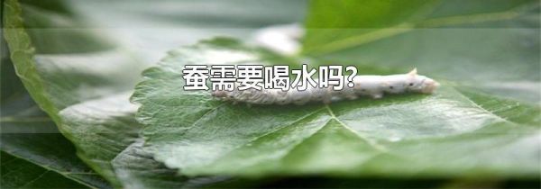 蚕需要喝水吗?