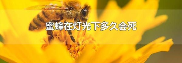 蜜蜂在灯光下多久会死