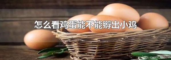 怎么看鸡蛋能不能孵出小鸡