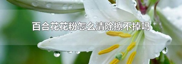 百合花花粉怎么清除擦不掉吗