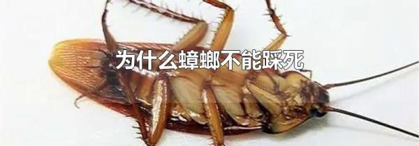 为什么蟑螂不能踩死