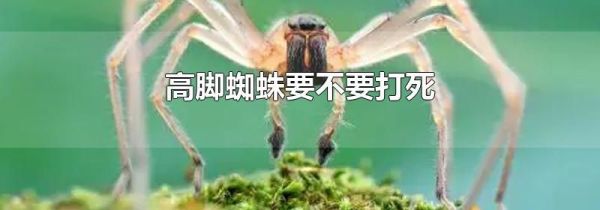 高脚蜘蛛要不要打死