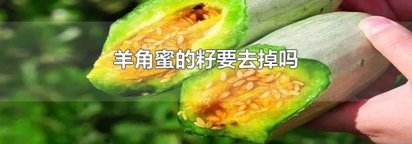 羊角蜜的籽要去掉吗