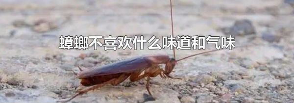 蟑螂不喜欢什么味道和气味