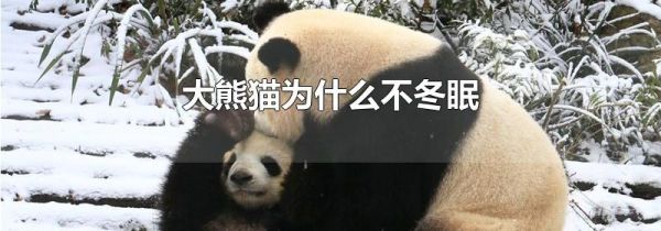 大熊猫为什么不冬眠