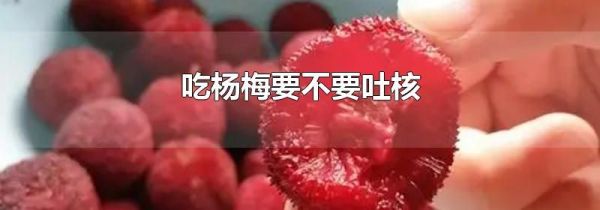 吃杨梅要不要吐核