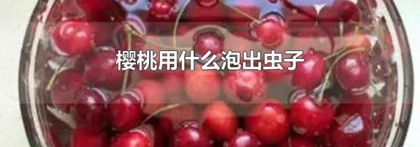 樱桃用什么泡出虫子