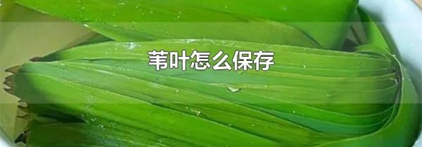 苇叶怎么保存