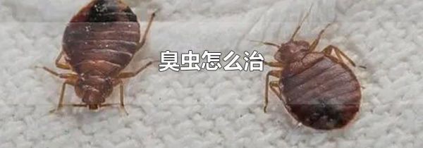 臭虫怎么治