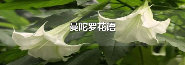 曼陀罗花语