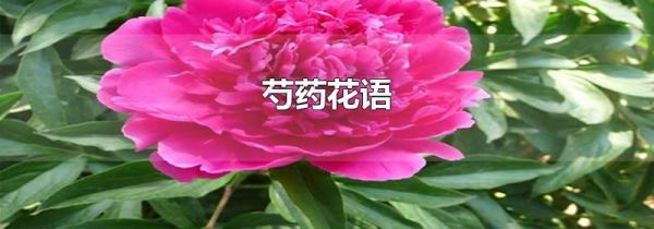 芍药花语