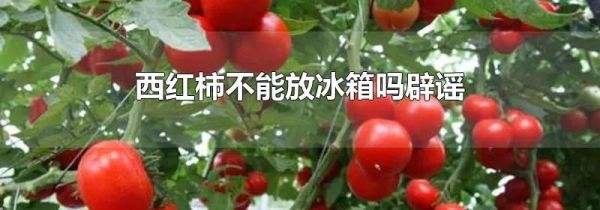 西红柿不能放冰箱吗辟谣