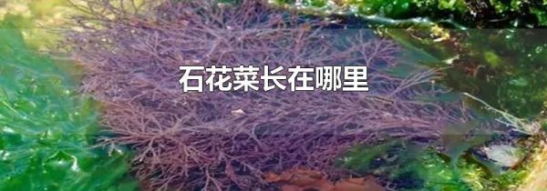 石花菜长在哪里