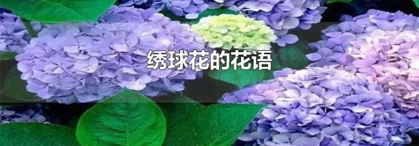 绣球花的花语