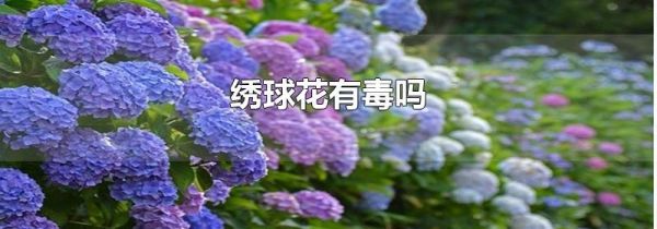 绣球花有毒吗