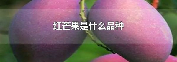 红芒果是什么品种