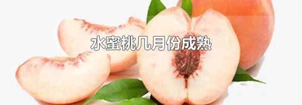 水蜜桃几月份成熟