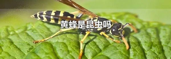 黄蜂是昆虫吗